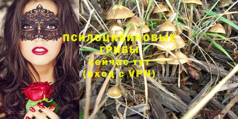 купить наркотики цена  KRAKEN tor  Галлюциногенные грибы Psilocybine cubensis  Выборг 